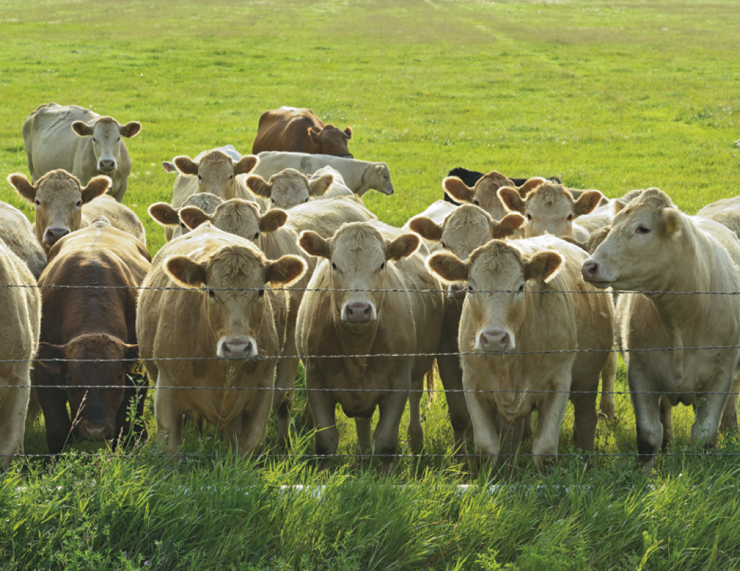 Good Value™ Agriculture - Stapled Calendar 19