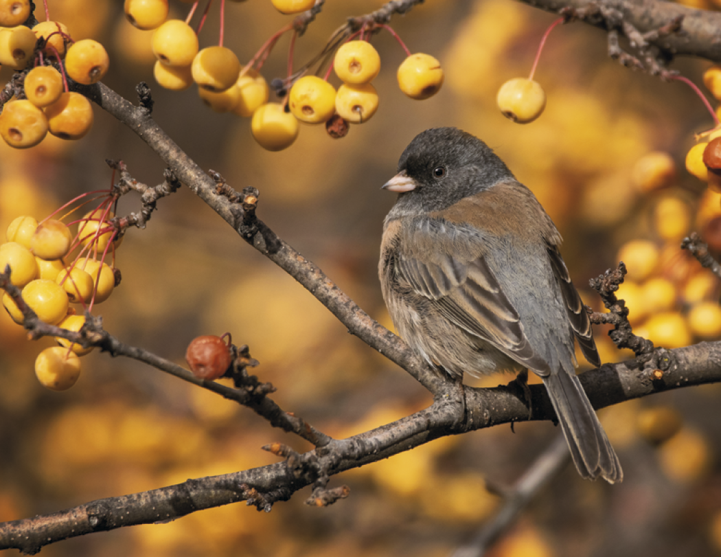 Good Value™ Birds of North America - Spiral Calendar 11