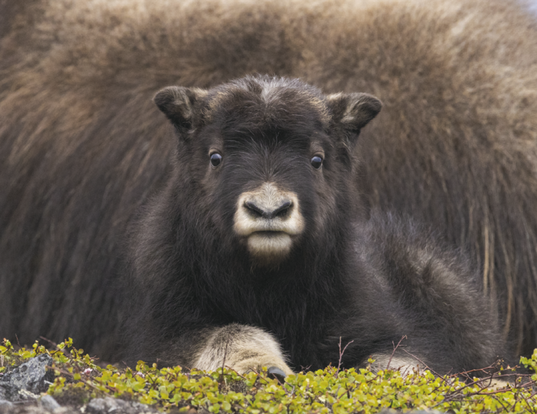 HotLine® Products Animal Babies Appointment Calendar - Stapled 37