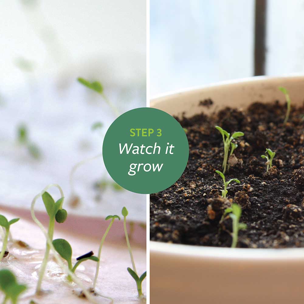 Winter Tree Ornament Business Holiday Cards 11