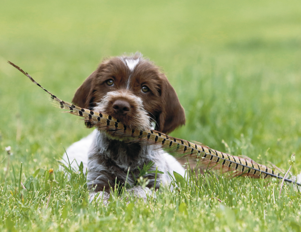 Good Value™ Puppies & Kittens - Spiral Calendar 40