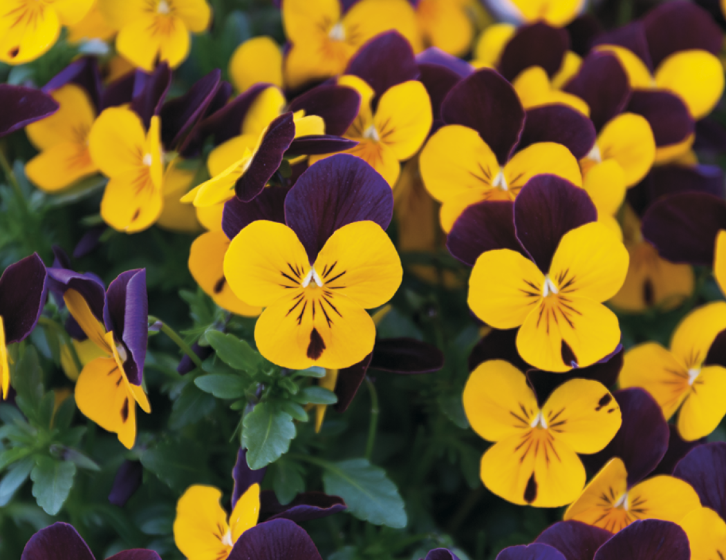 Good Value™ Flowers - Spiral Calendar 11