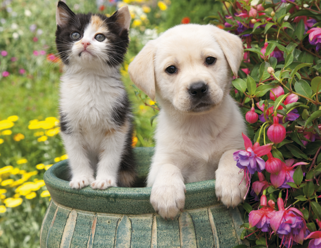 HotLine® Products Four Paws Appointment Calendar - Stapled 5