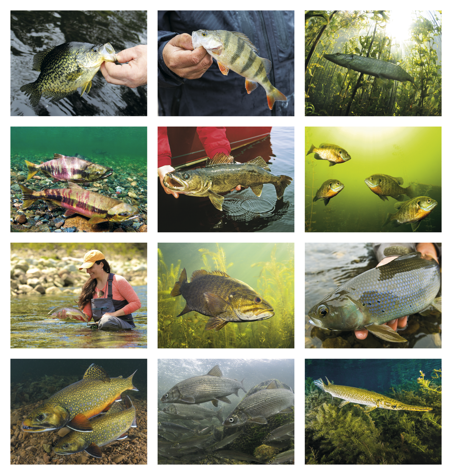 Good Value™ Fishing - Stapled Calendar 25