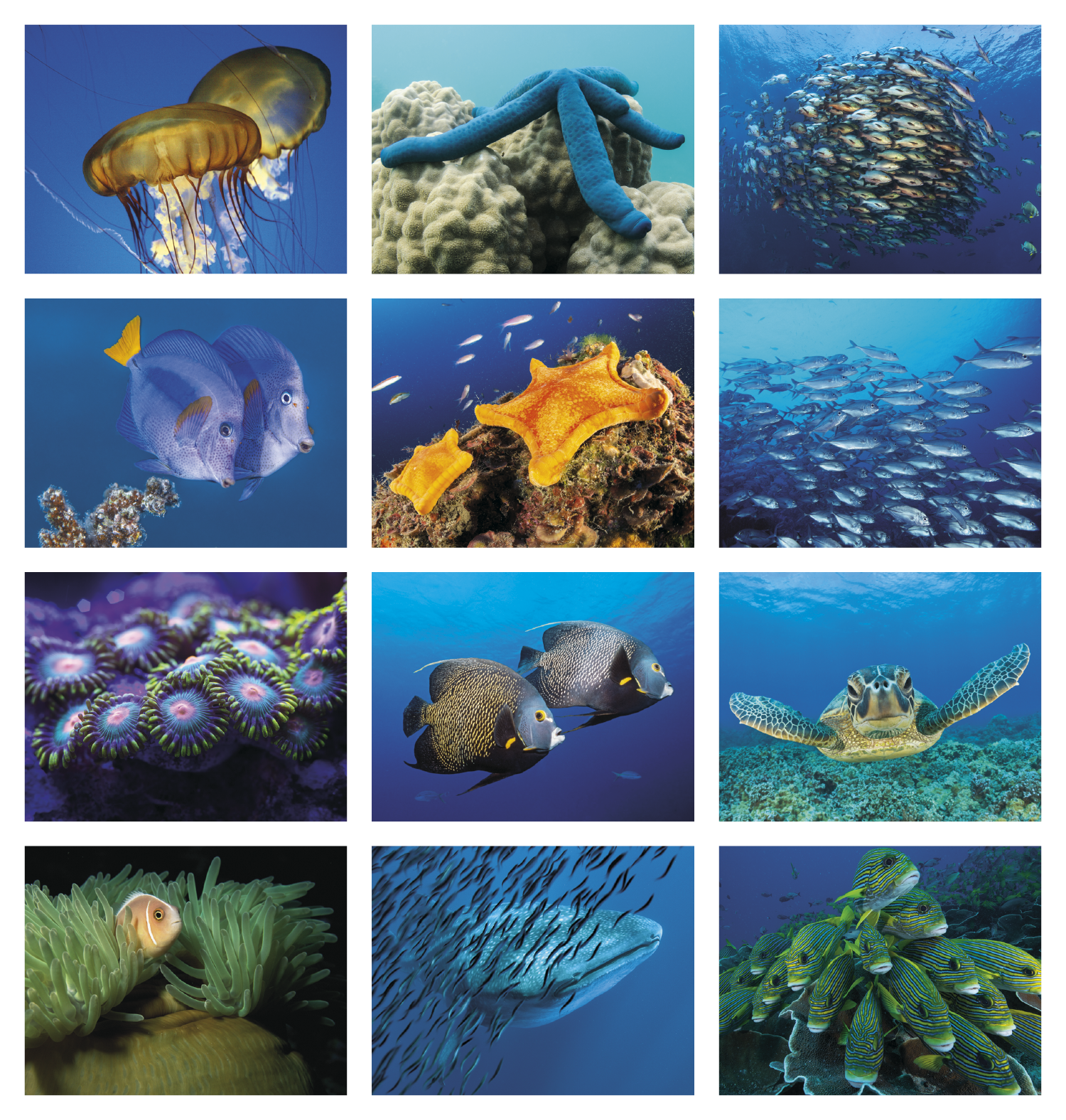 Good Value™ Ocean Glory - Stapled Calendar 36