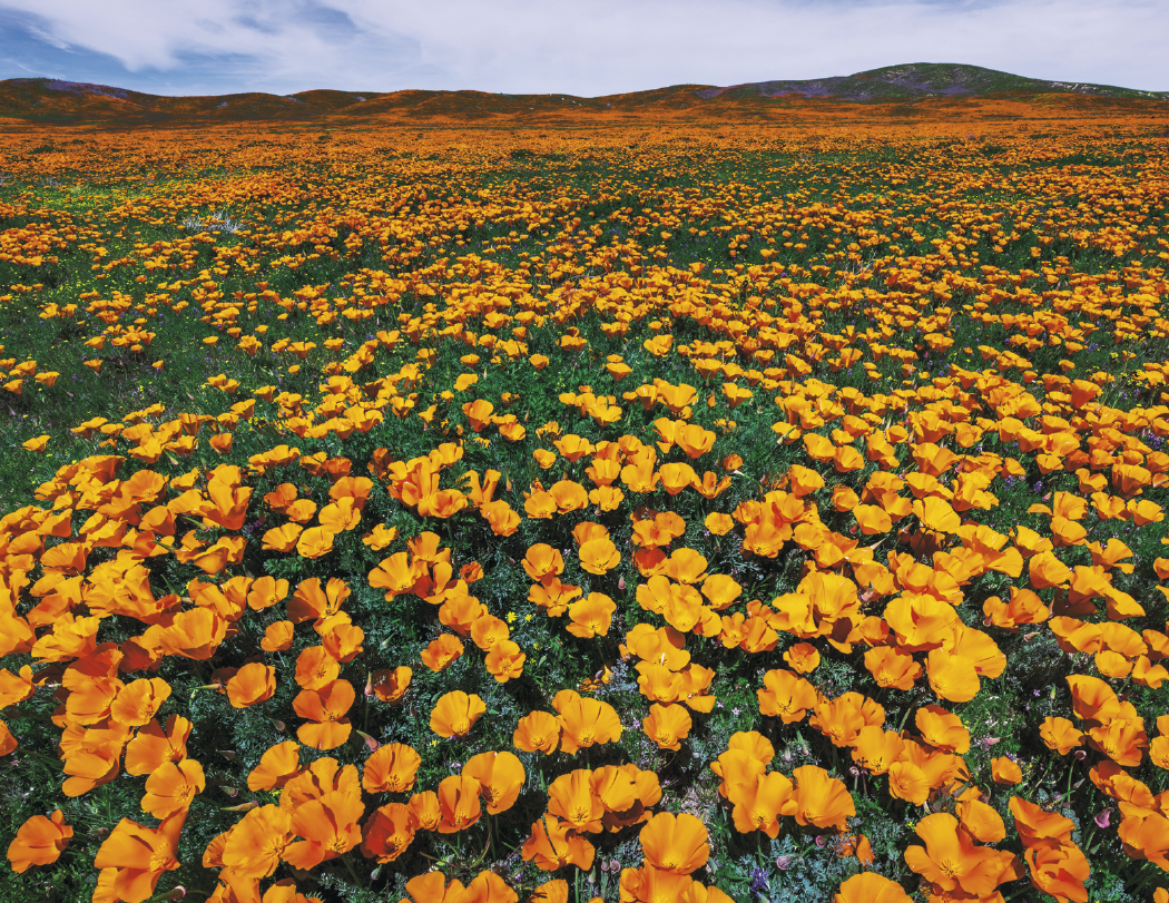 HotLine® Products Contemplations Appointment Calendar - Spiral 2