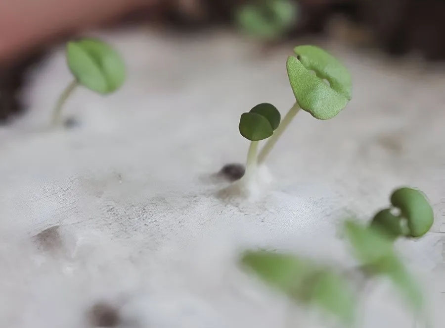 Environmentally Friendly Seed Notecards 5
