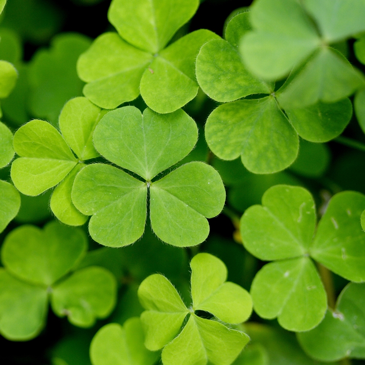 Self Watering Planter 3