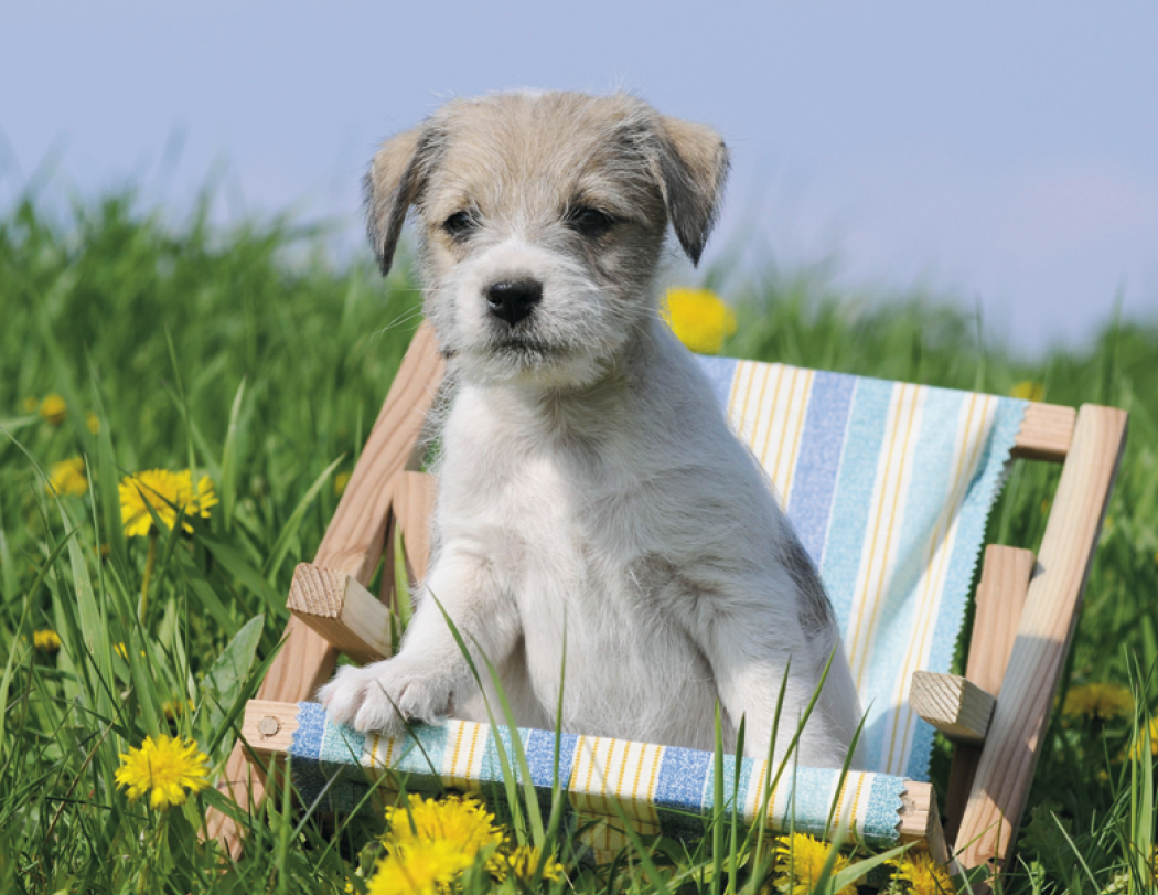 Triumph® Calendars Puppies Calendar 52