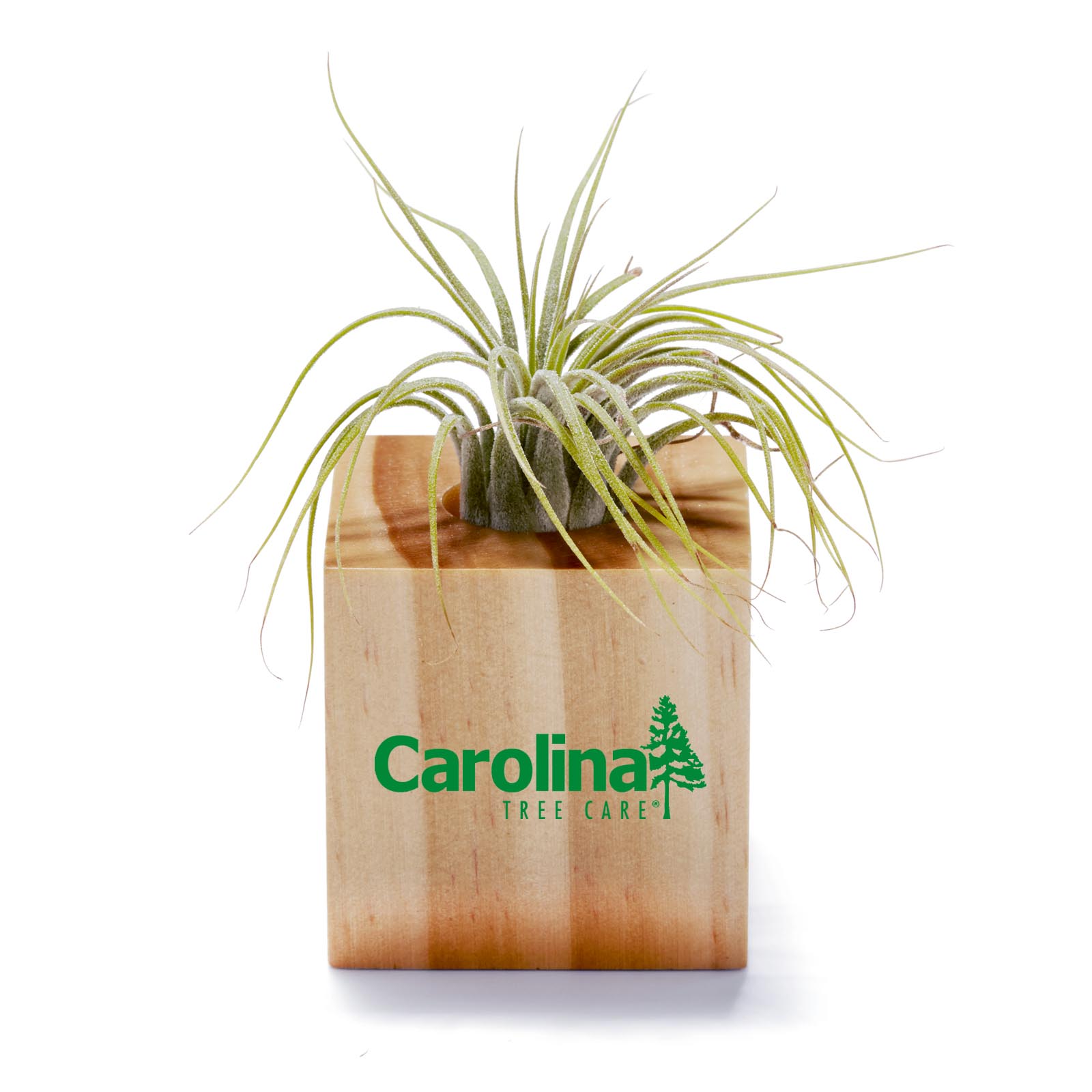 Air Plant 2