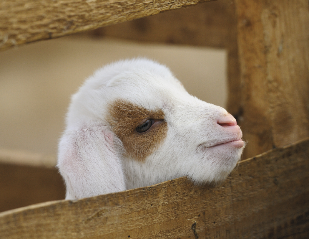 Good Value™ Baby Farm Animals - Stapled Calendar 23