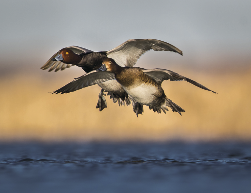 Good Value™ Waterfowl - Stapled Calendar 45