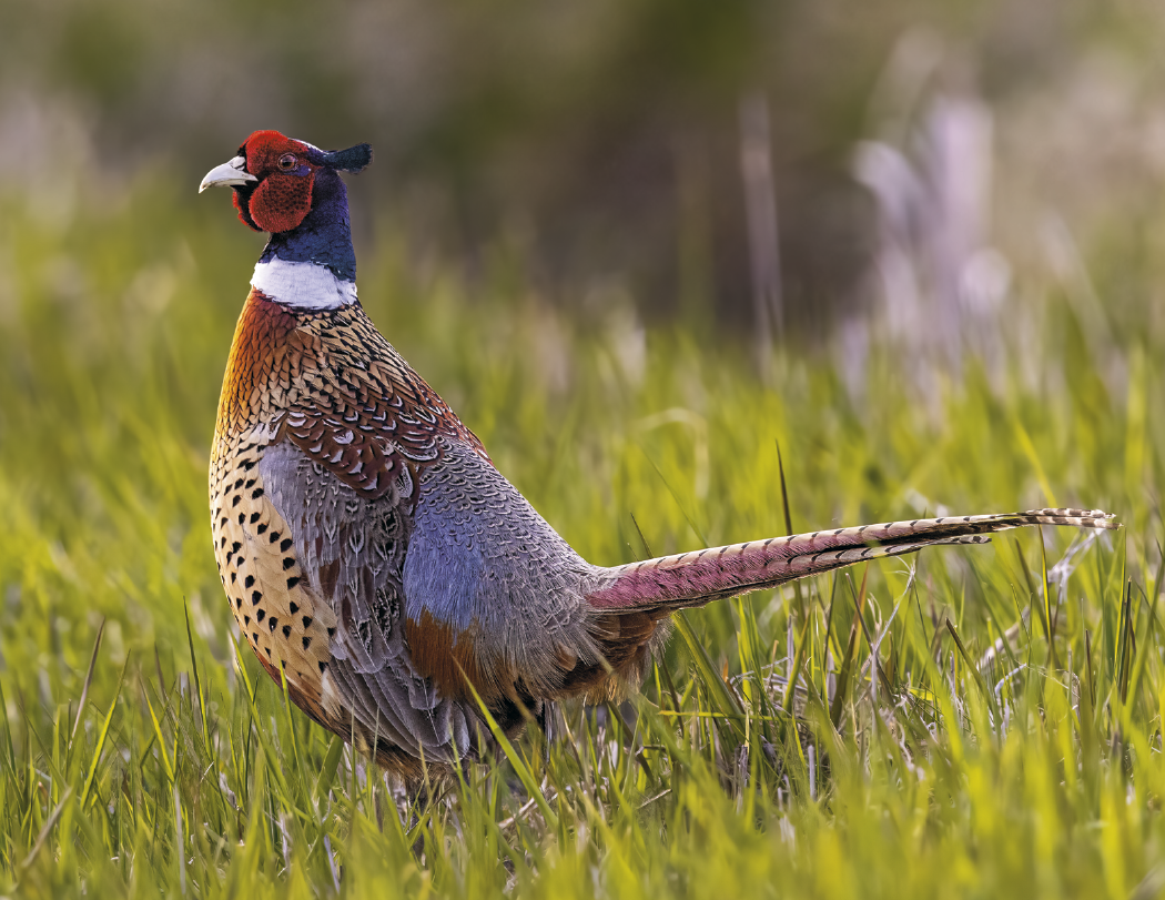 Good Value™ Wildlife Portraits - Spiral Calendar 34