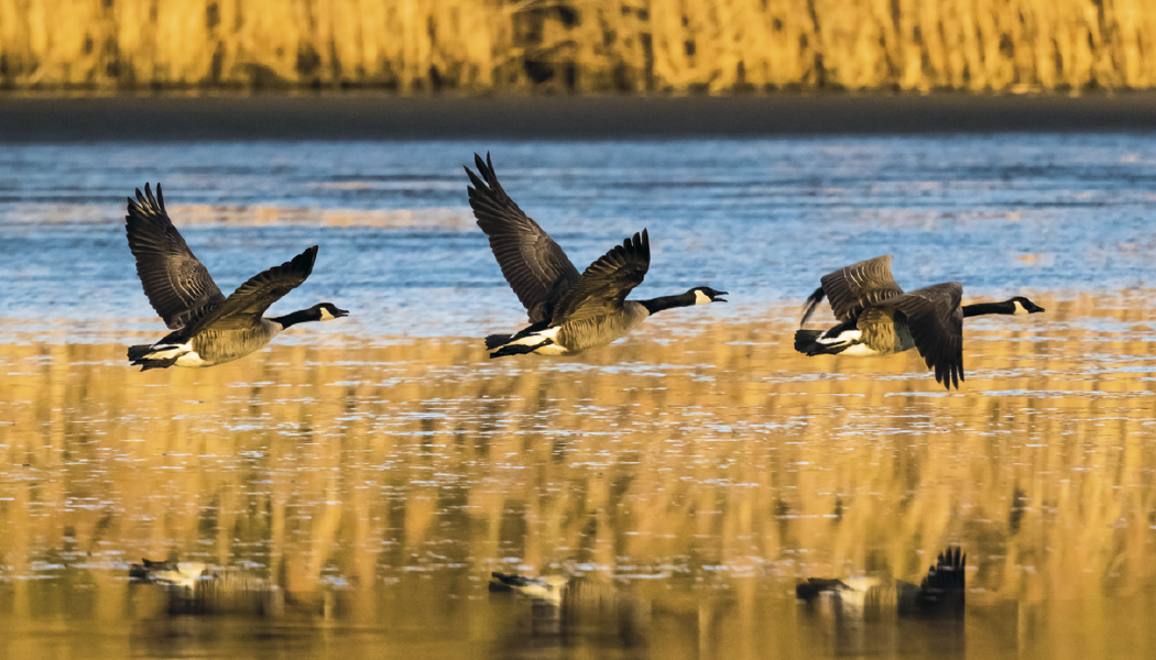 Triumph® Calendars North American Wildlife Calendar 36