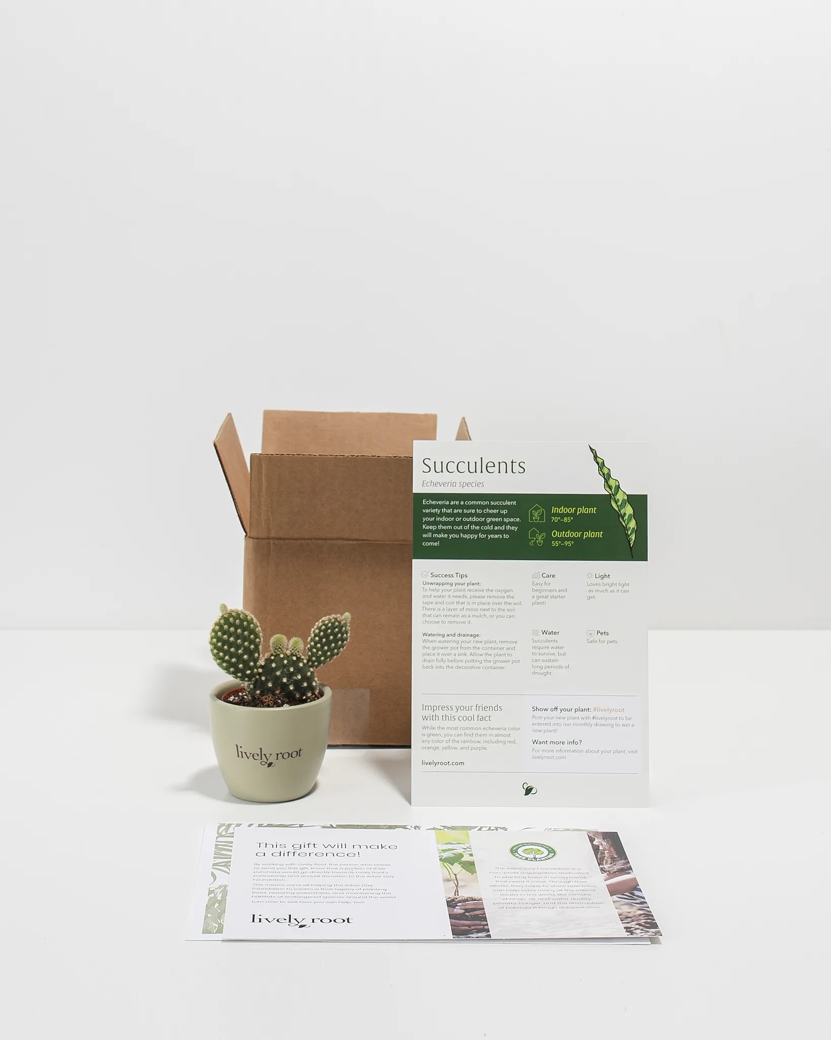 Petite Assorted Cactus Plant Kit
