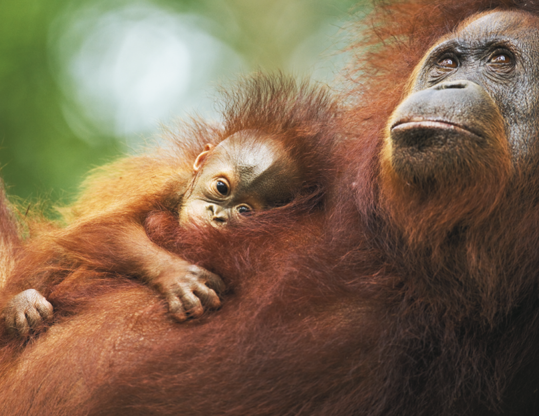 HotLine® Products Animal Babies Appointment Calendar - Stapled 31