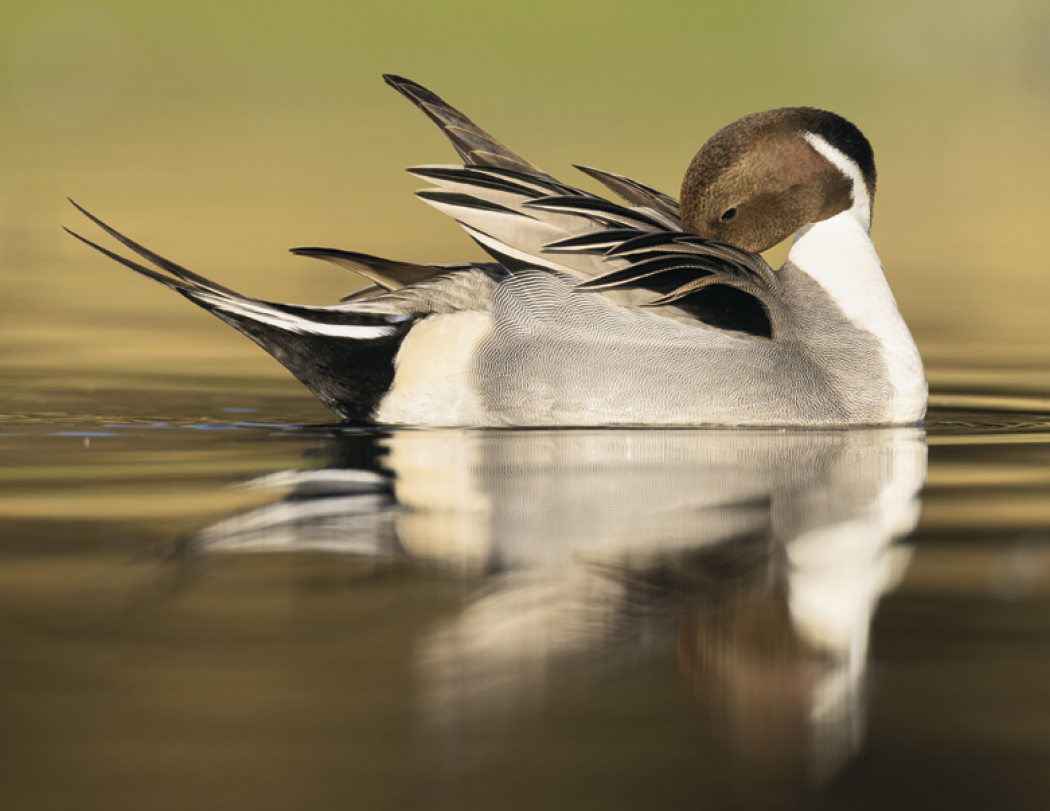 Good Value™ Waterfowl - Stapled Calendar 5