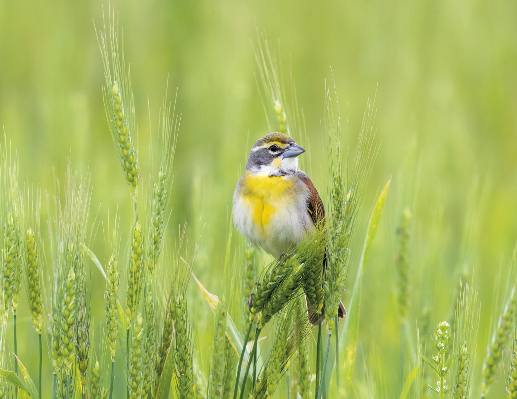 HotLine® Products Songbirds Appointment Calendar - Stapled 6
