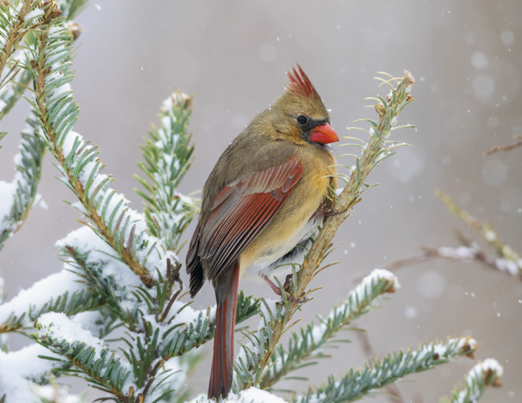 Good Value™ Birds of North America - Spiral Calendar 24