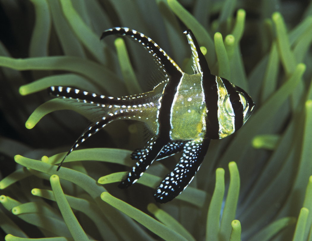 Good Value™ Ocean Glory - Stapled Calendar 18