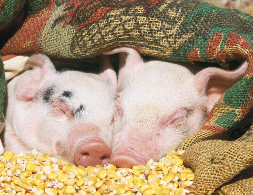 Good Value™ Baby Farm Animals - Stapled Calendar 62