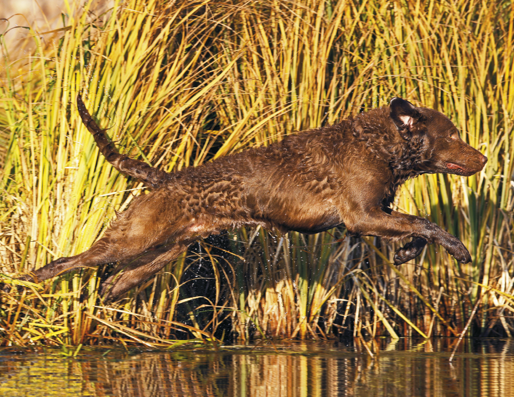 Good Value™ Sporting Dogs - Stapled Calendar 40