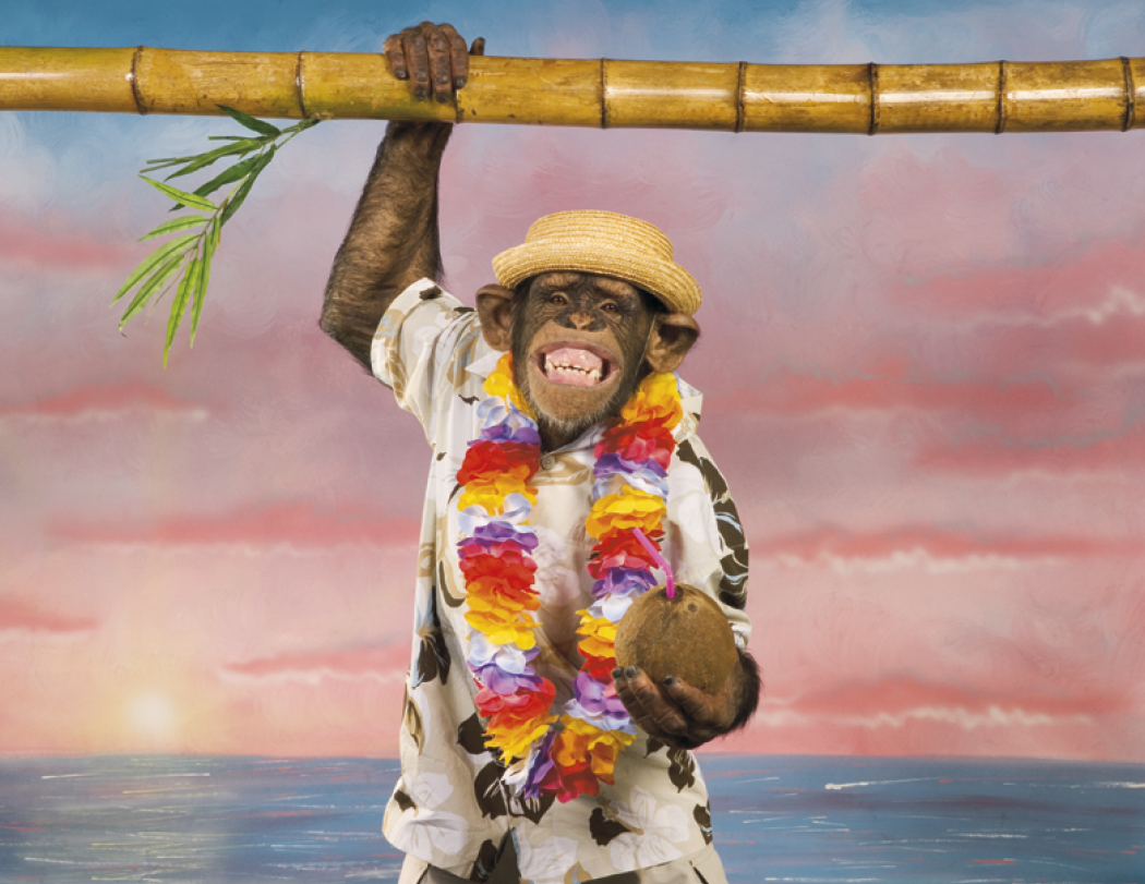 Triumph® Calendars Monkey Business Calendar 21