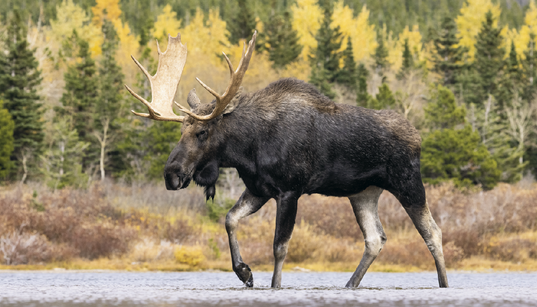 Triumph® Calendars Wildlife Calendar 22