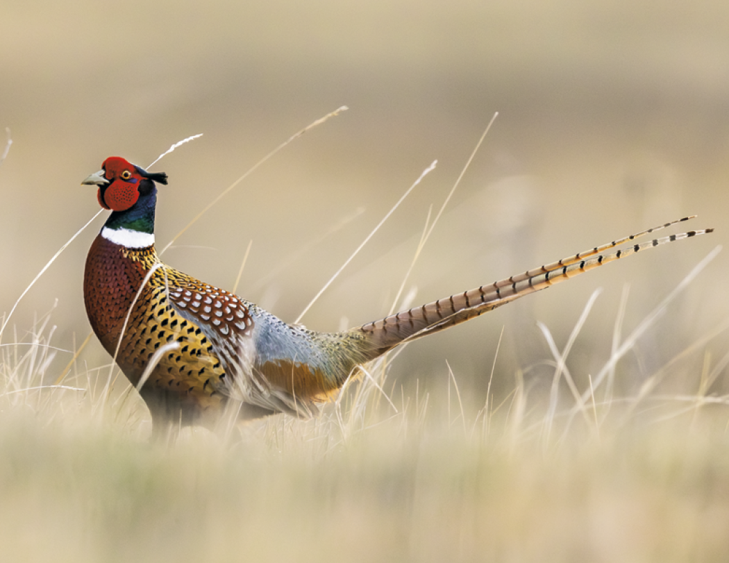 Triumph® Calendars Sportsman Calendar 51