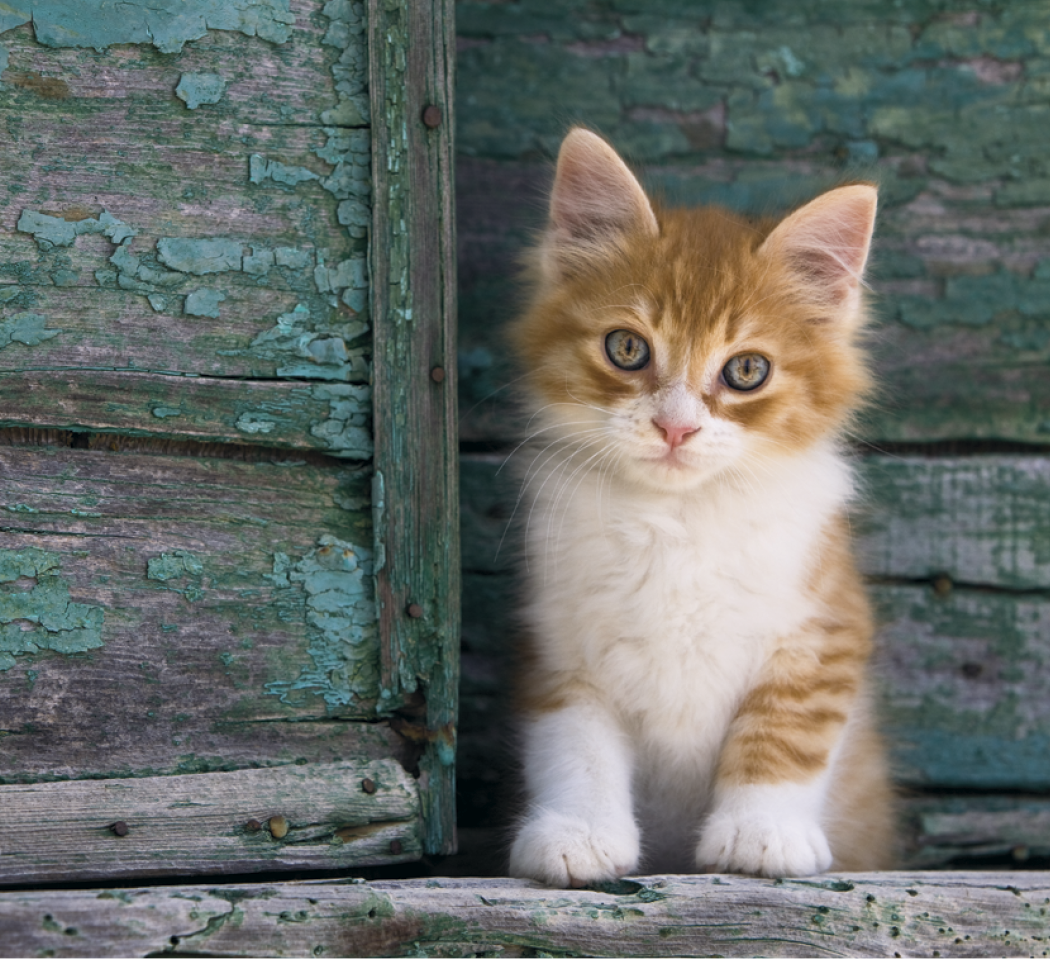 Good Value™ Puppies & Kittens - Mini Calendar 19