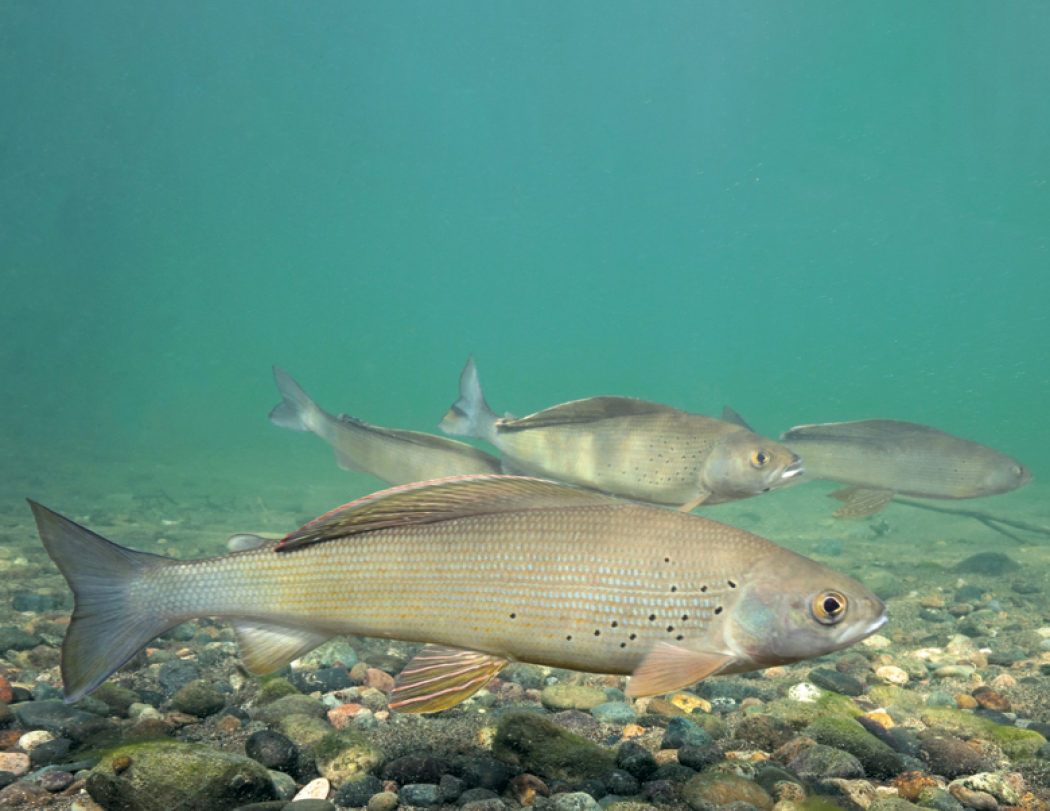 Good Value™ Fishing - Spiral Calendar 55