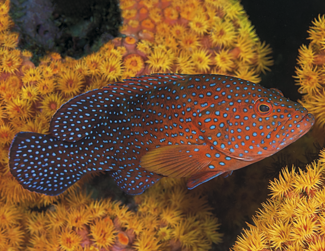 Good Value™ Ocean Glory - Stapled Calendar 11