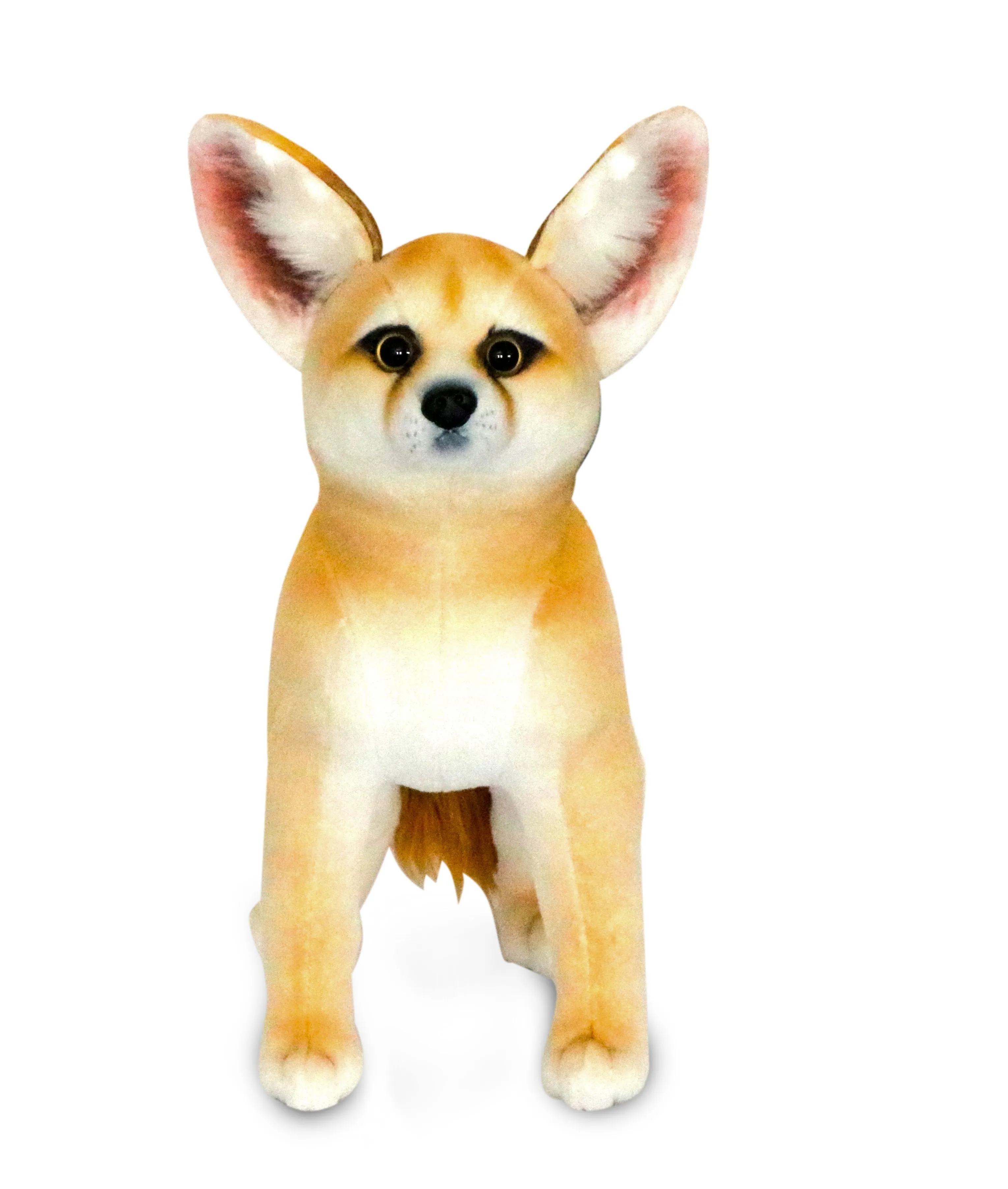 Fennec Fox 3