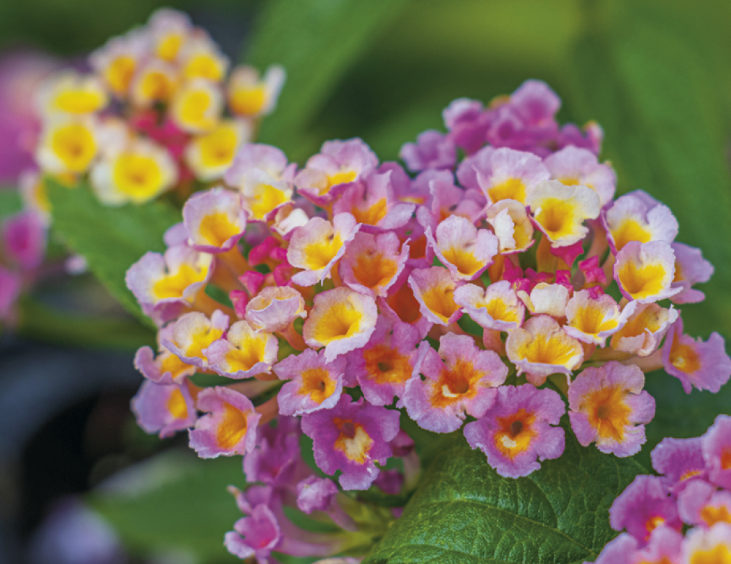 Good Value™ Flowers - Spiral Calendar 61
