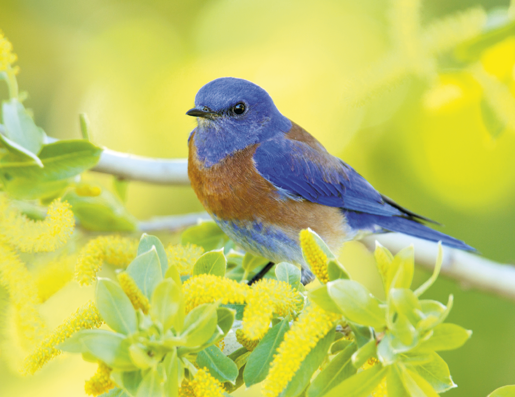 Triumph® Calendars Birds Calendar 27