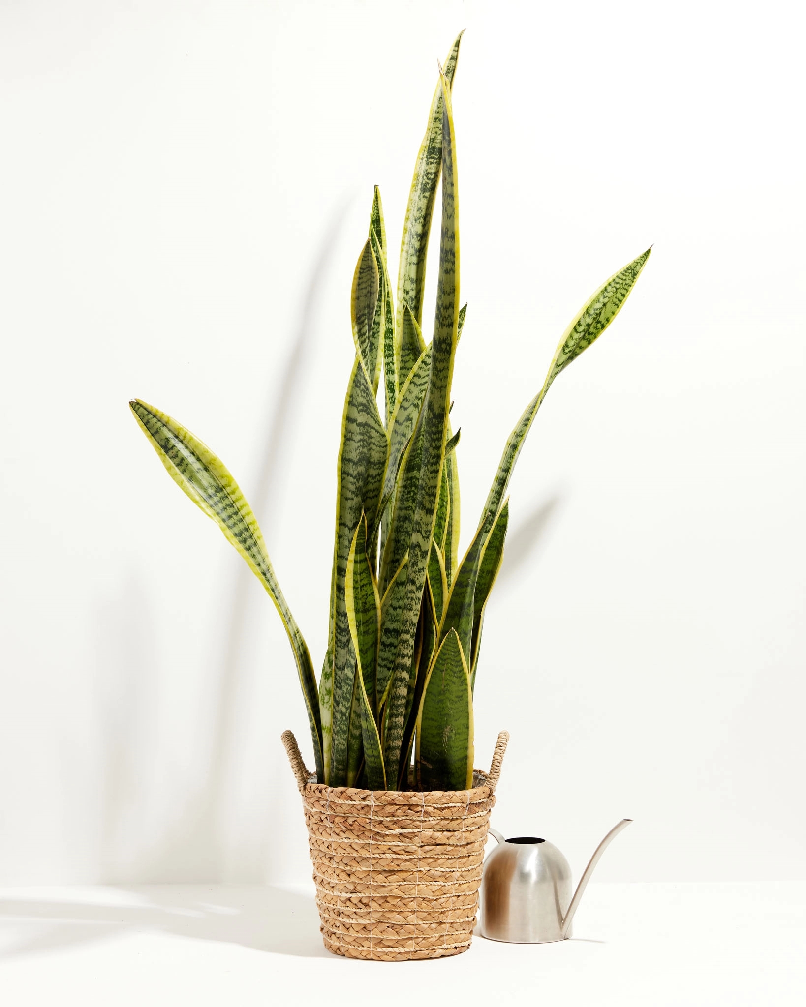 Variegated Laurentii Snake Plant