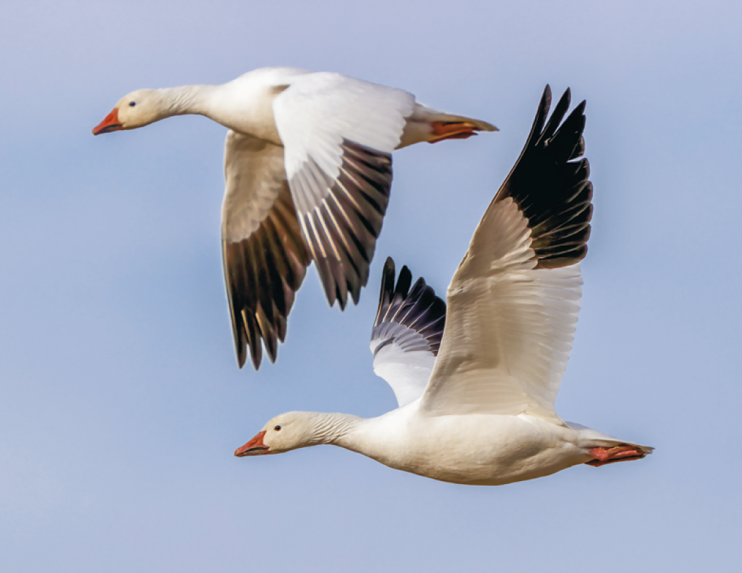 Good Value™ Waterfowl - Stapled Calendar 51
