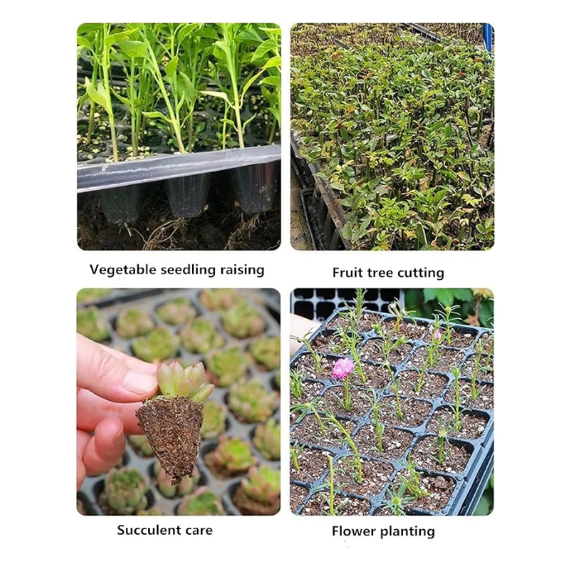 3-Inch Transparent Planting Seedling Tray 5