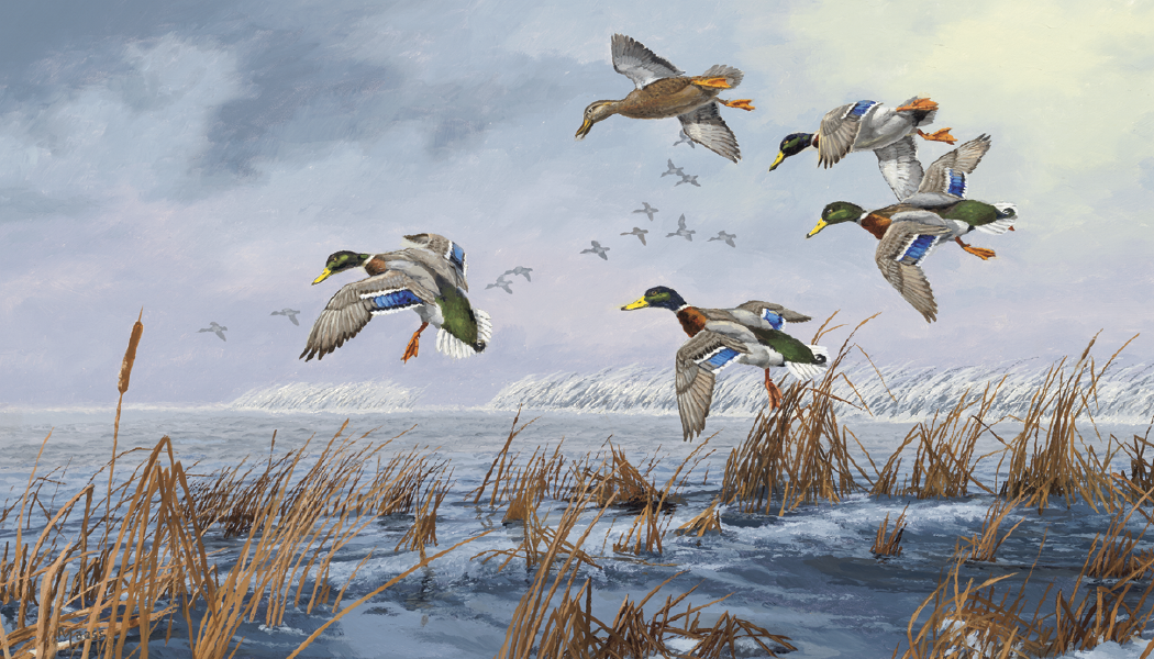 Triumph® Calendars North American Waterfowl Calendar 12
