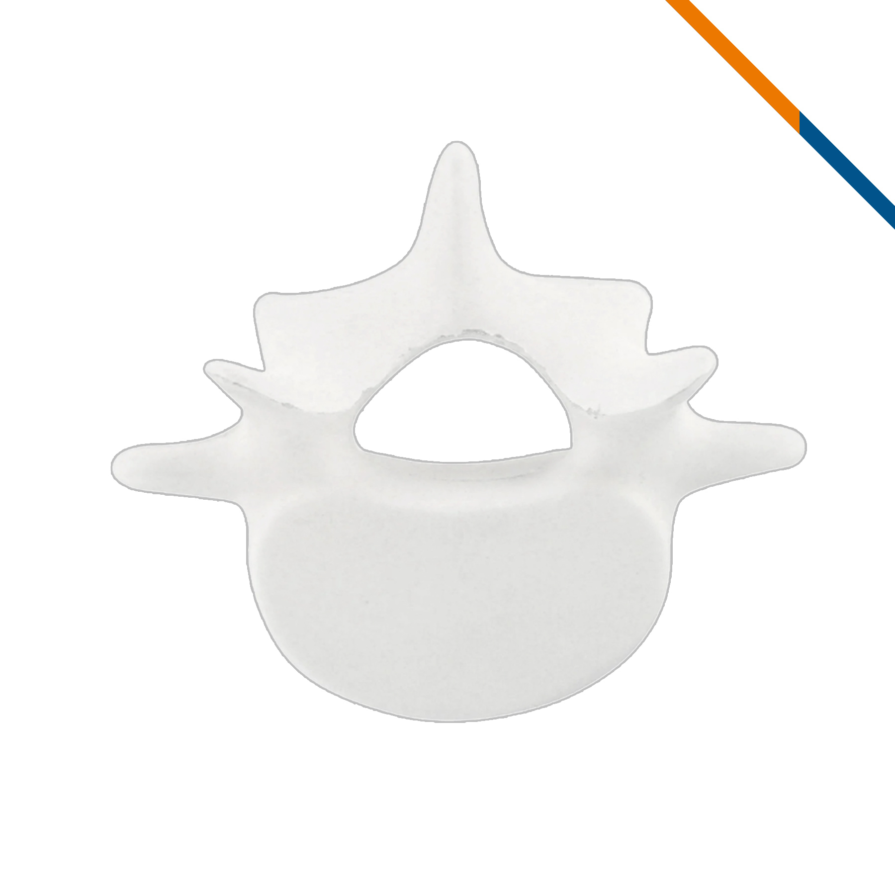 Josiah Vertebrae Stress Ball 7