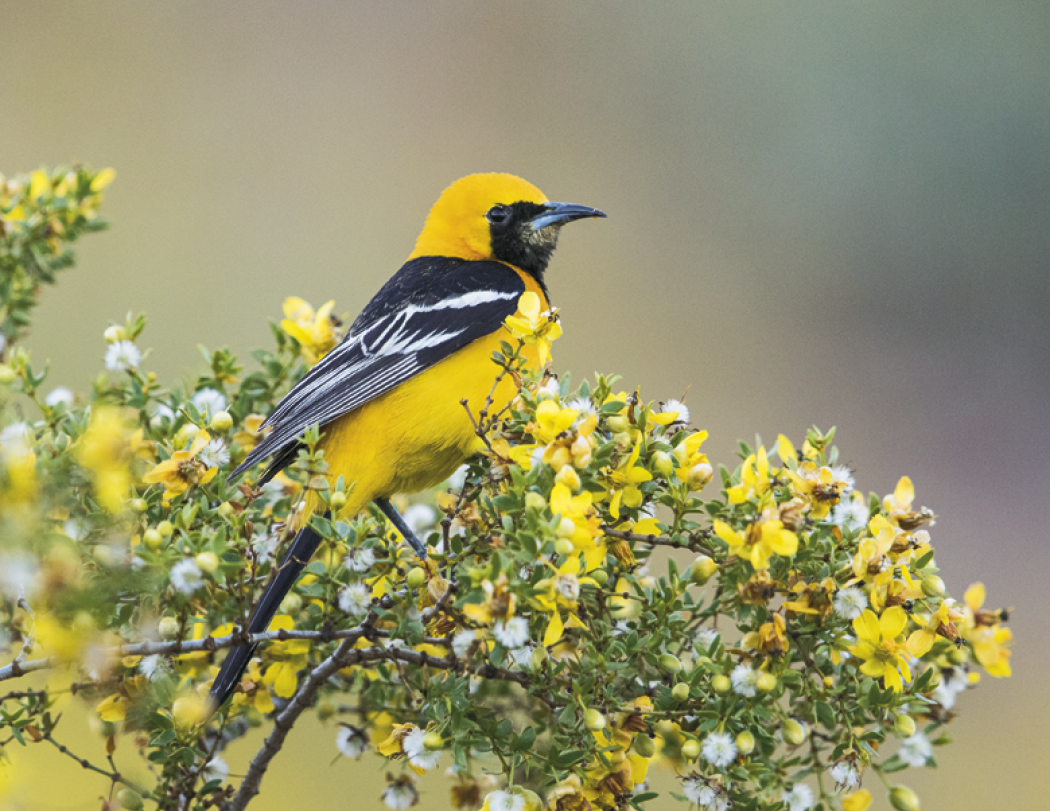 Good Value™ Birds of North America - Spiral Calendar 45