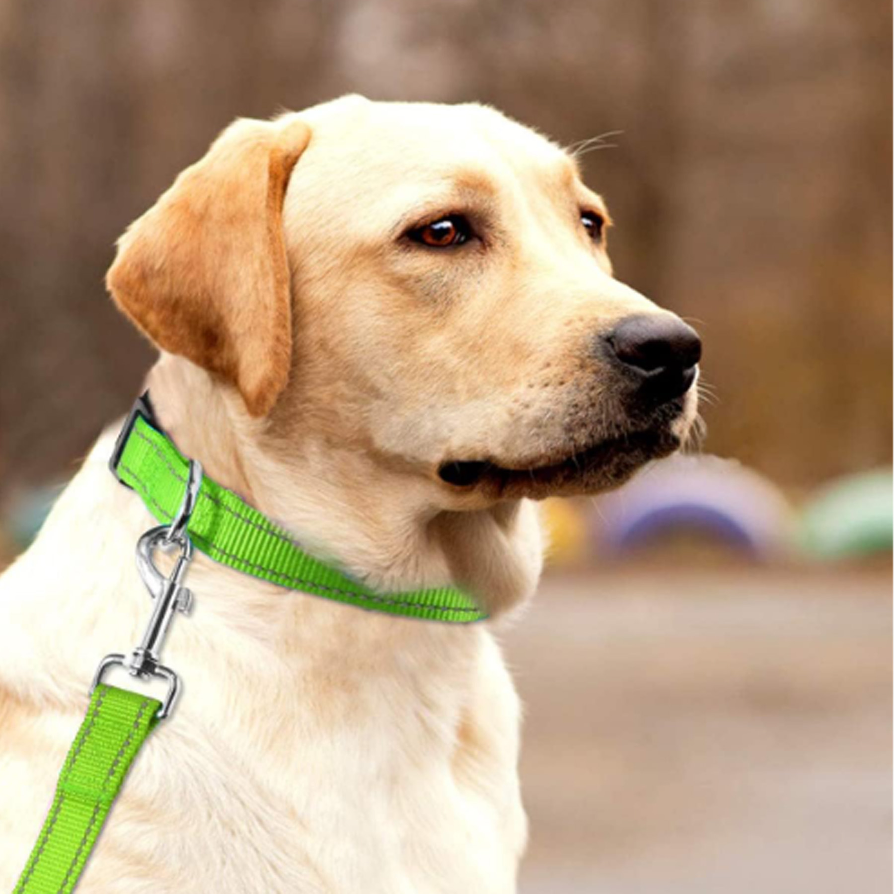 Medium Sized Pet Nylon Reflective Collar 4