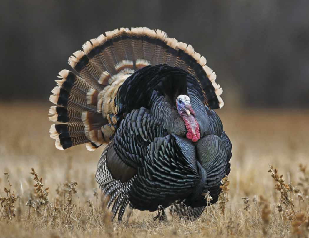 HotLine® Products Wildlife Appointment Calendar - Stapled 25