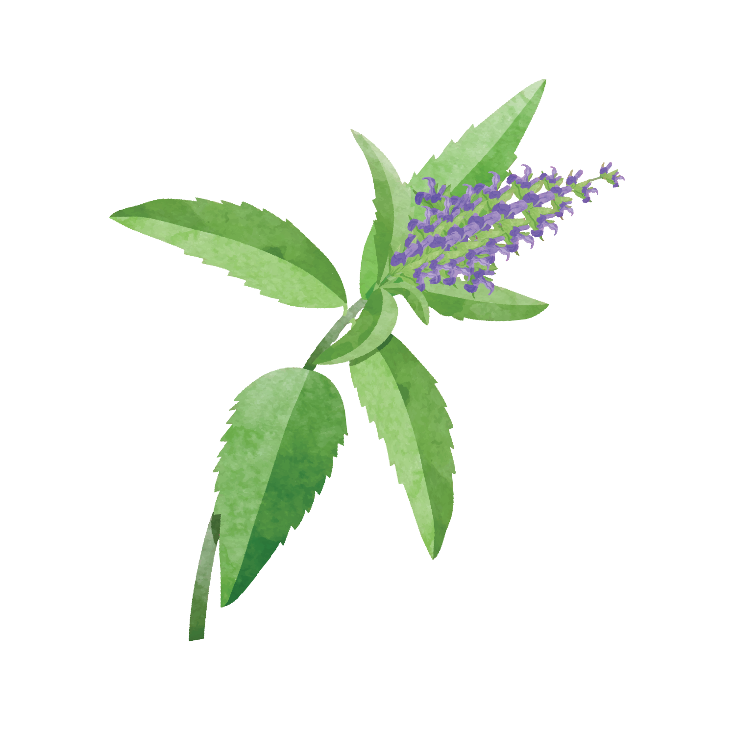 6 oz. Alora Frosted Candle 5