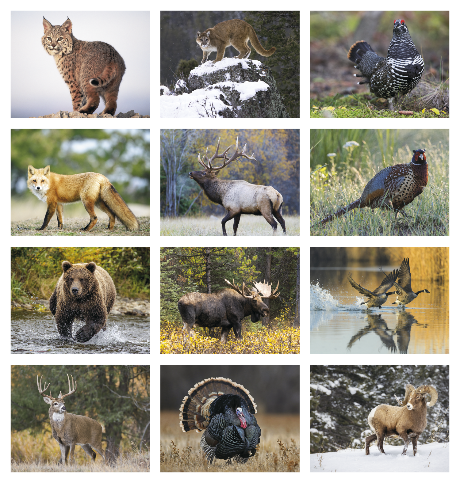Good Value™ Wildlife Portraits - Stapled Calendar 17