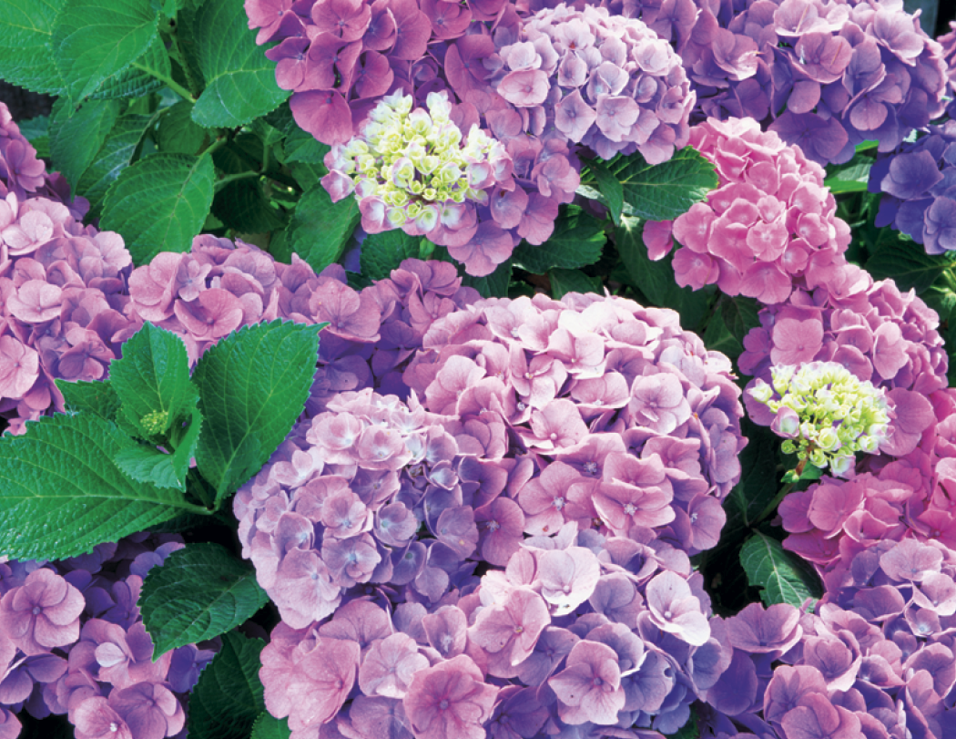 Good Value™ Flowers - Spiral Calendar 45