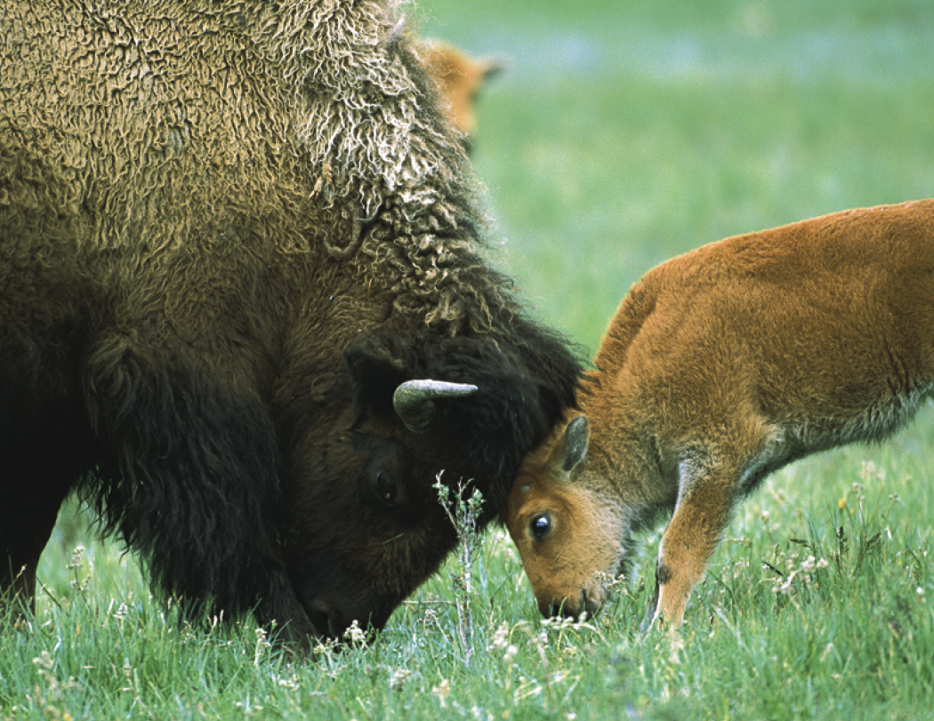 HotLine® Products Animal Babies Appointment Calendar - Stapled 27