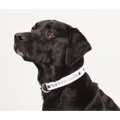 Full Color 1" Wide Adjustable Pet Collar 12