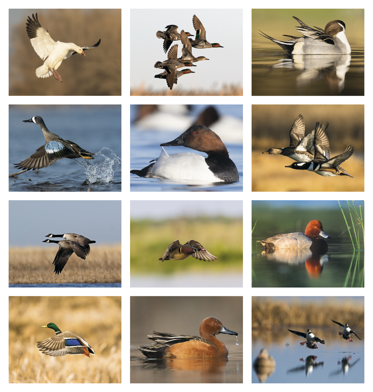 Good Value™ Waterfowl - Stapled Calendar 48
