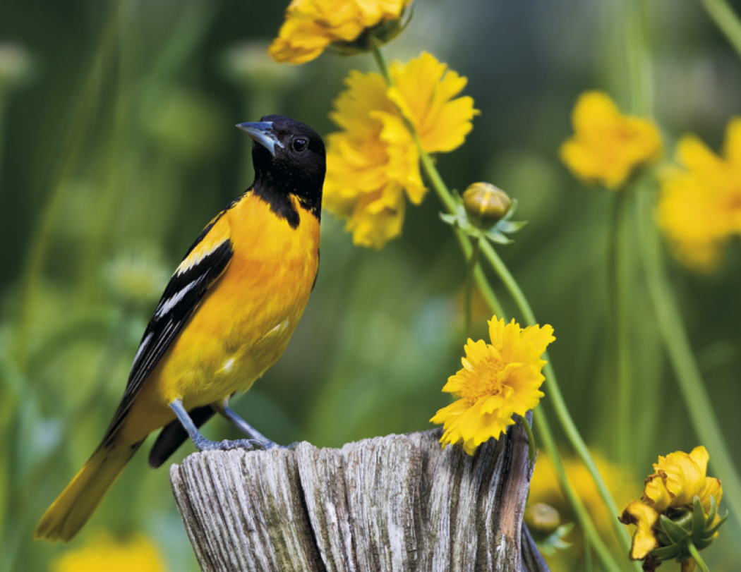 Good Value™ Birds of North America - Spiral Calendar 4